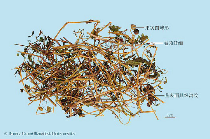 绞股蓝