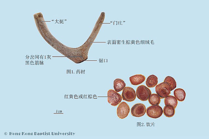 鹿茸