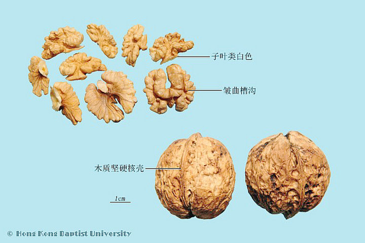 核桃仁