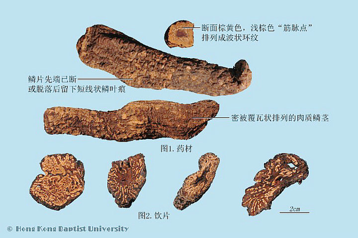 肉苁蓉