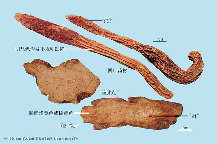 锁阳
