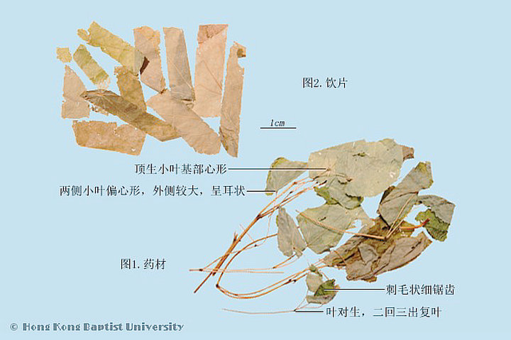 淫羊藿