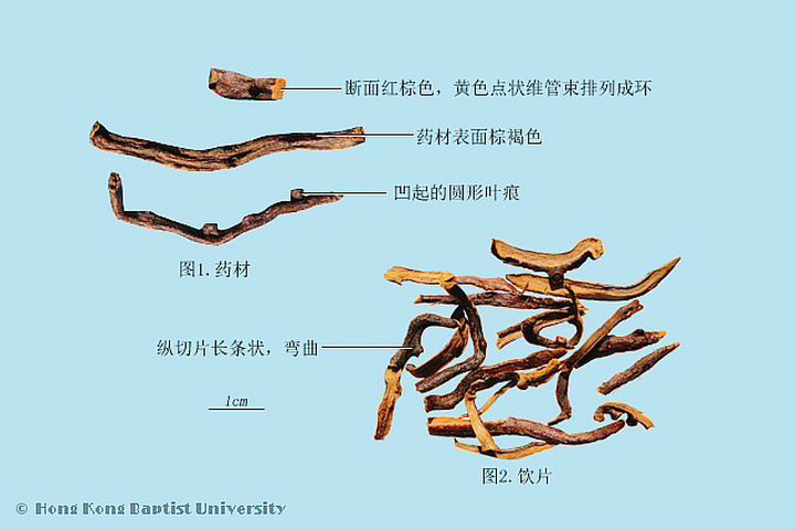 骨碎补