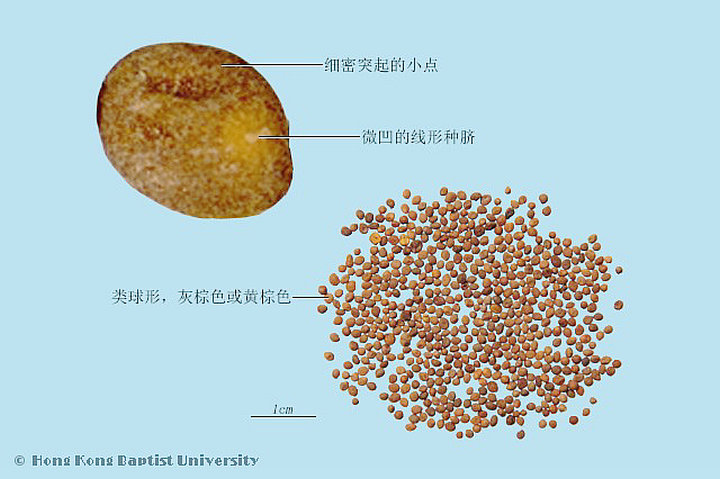 菟丝子