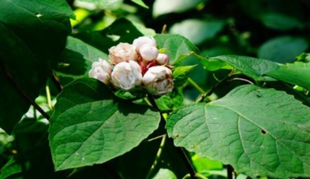 臭茉莉