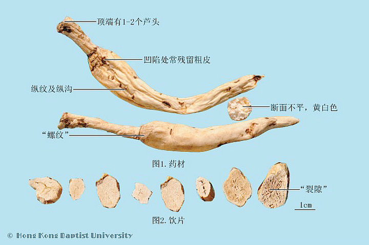 沙参