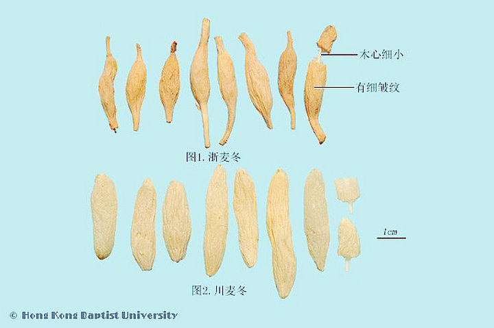 麦冬