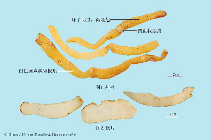玉竹