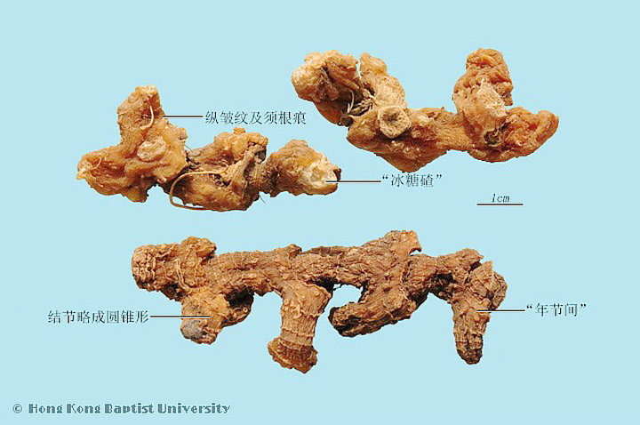 黄精