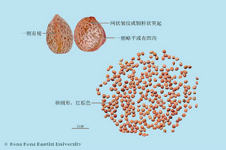 楮实