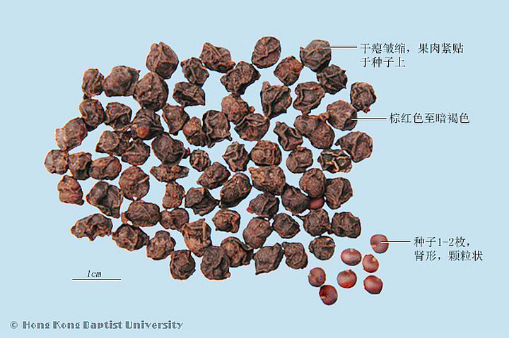 南五味子