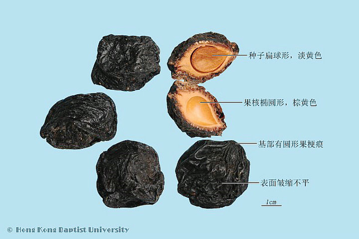 乌梅