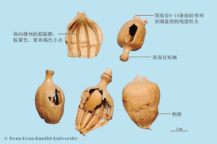 罂粟壳