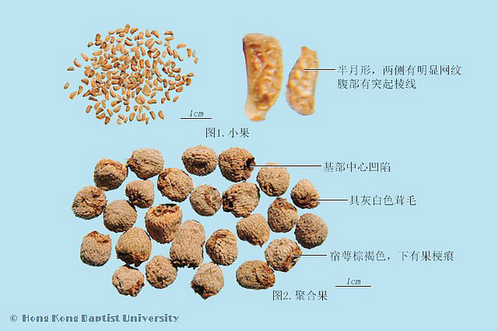 覆盆子
