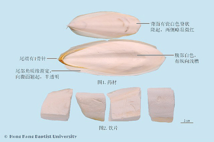 海螵蛸