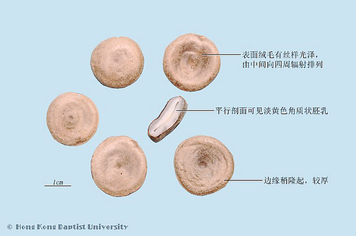 马钱子