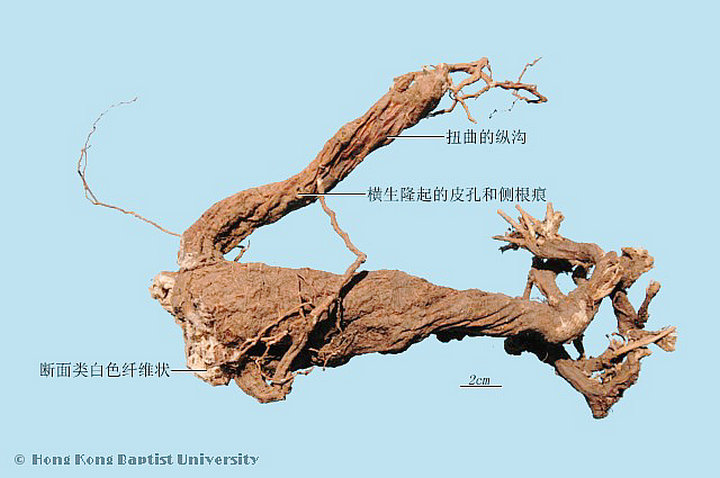 狼毒