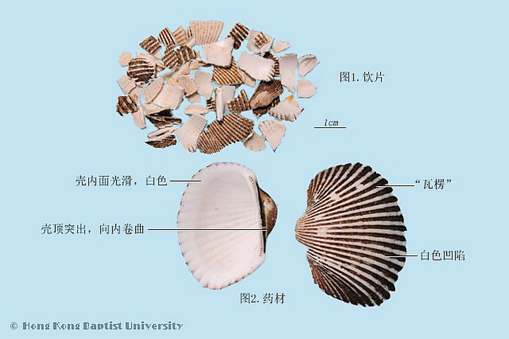 瓦楞子