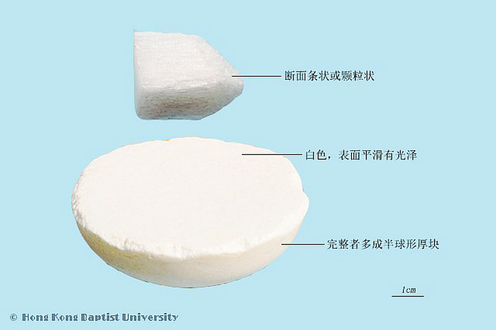 虫白蜡