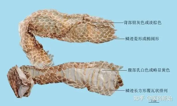 蛇蜕