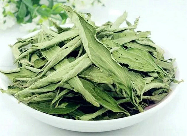 甜叶菊