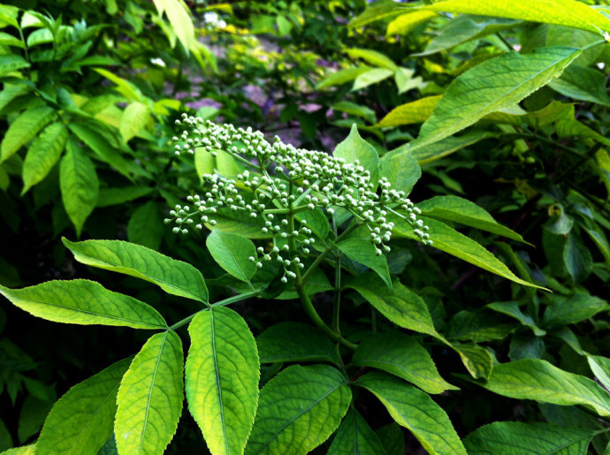 蒴藋（shuòdiào）
