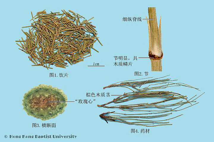 麻黄