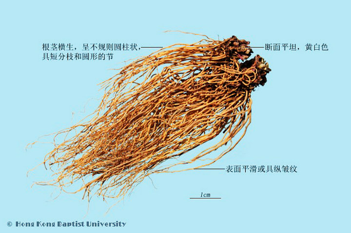 细辛