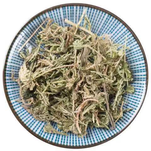 石上柏