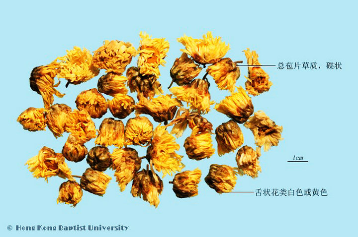 菊花