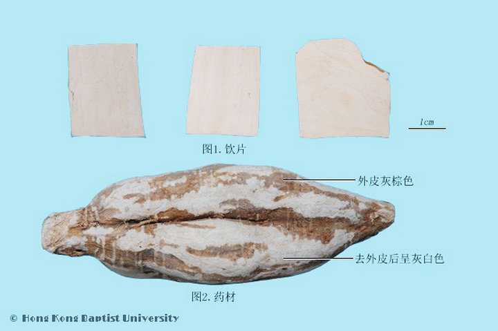 葛根