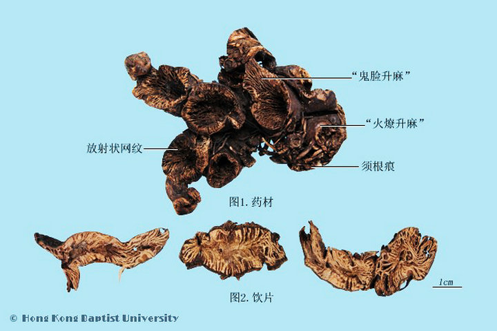 升麻