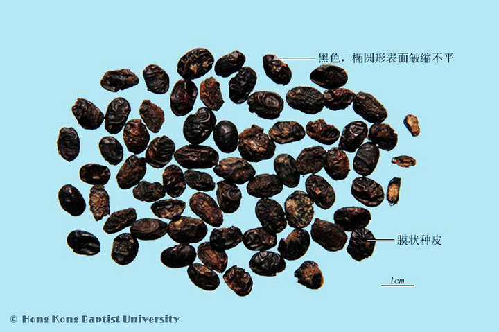 淡豆豉