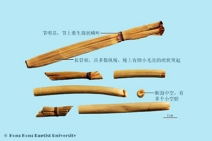 木贼