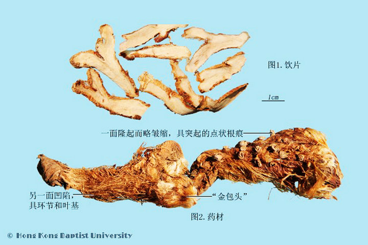 知母