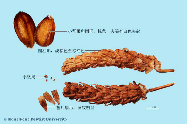 夏枯草