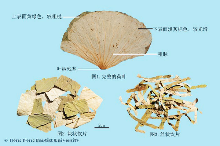 荷叶