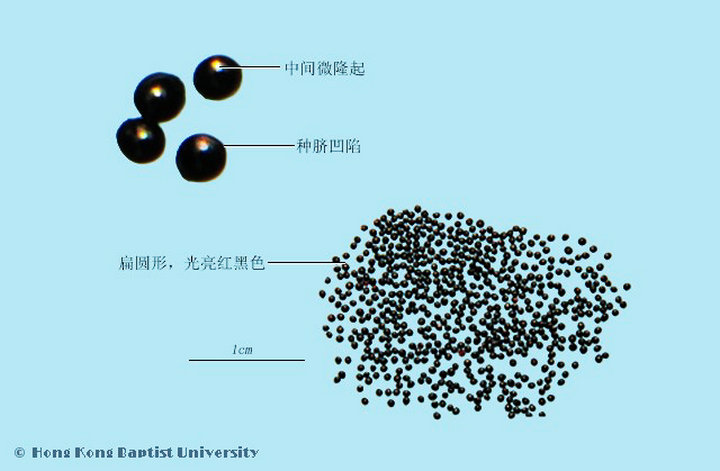 青葙子
