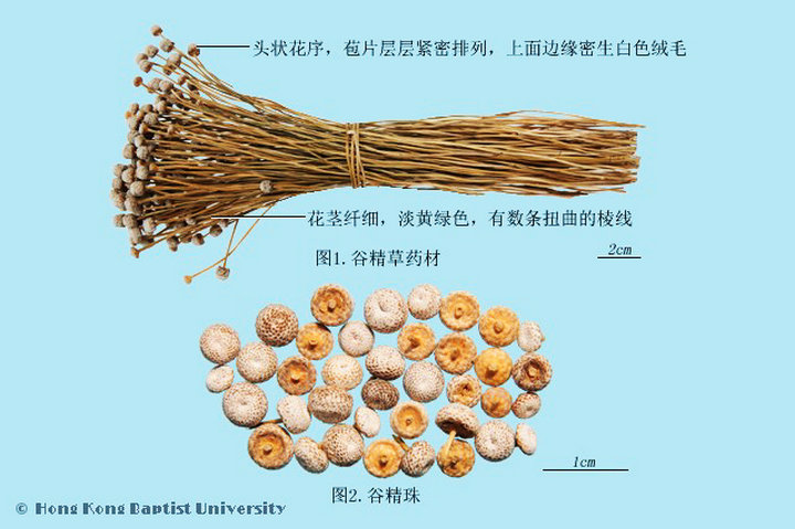 谷精草