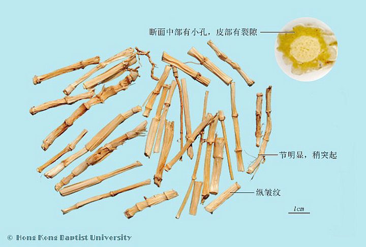 白茅根