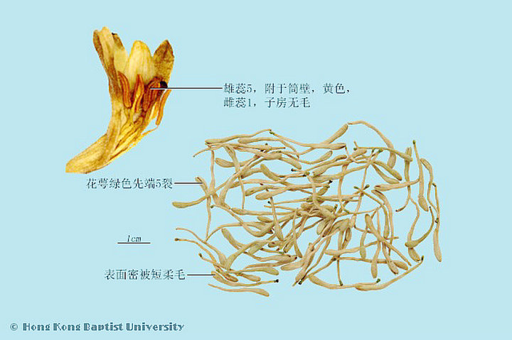 金银花