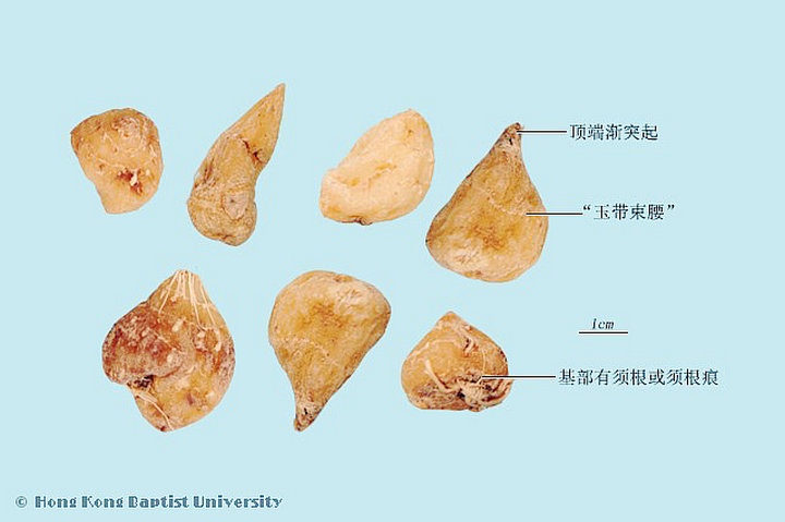 山慈菇