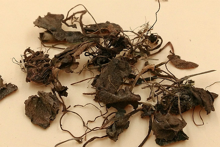虎耳草