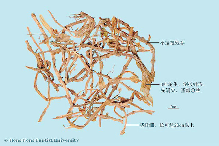 垂盆草