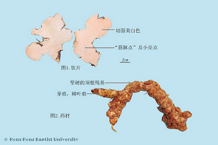 土茯苓
