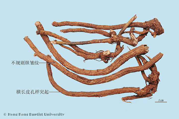 山豆根