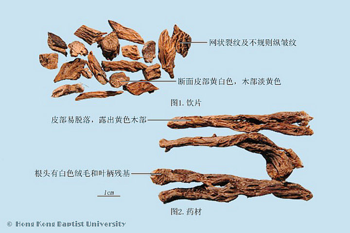 白头翁