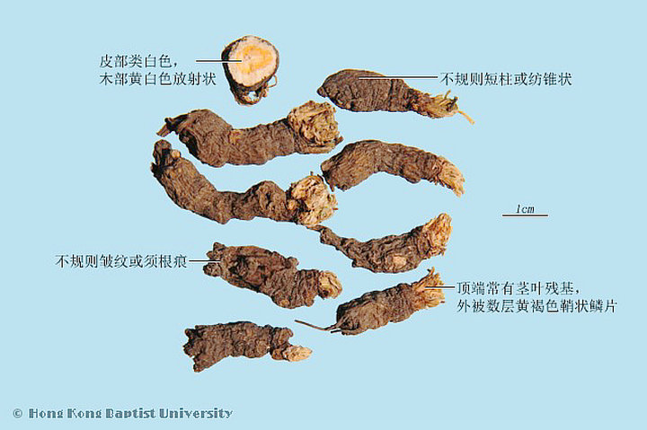 天葵子