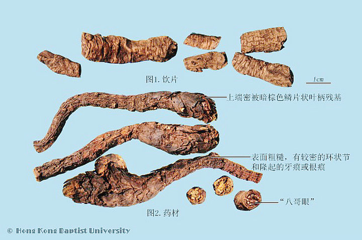 胡黄连