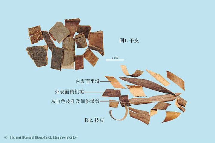 秦皮
